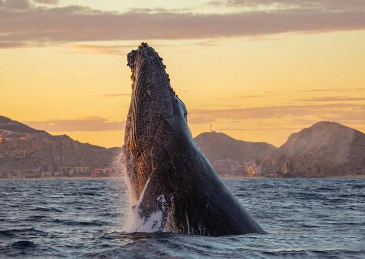 Cabo + Tour de Ballenas Solmar Hotels & Resorts Cabo + Tour de Ballenas Solmar Hotels & Resorts