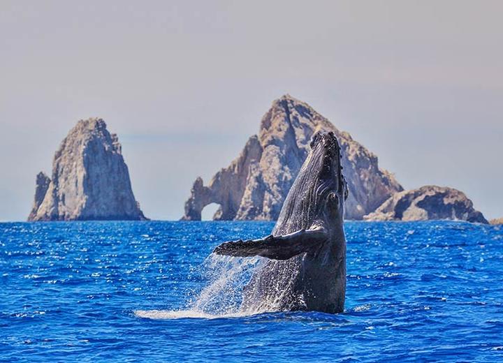 Avistamiento de Ballenas Grand Solmar Land´s End Cabo San Lucas Avistamiento de Ballenas Grand Solmar Land´s End Cabo San Lucas