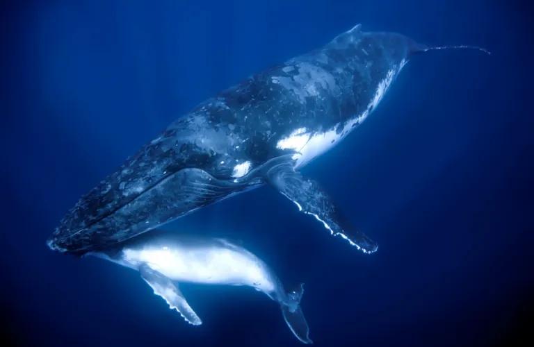 Solmar Hotels & Resorts  Solmar Hotels & Resorts