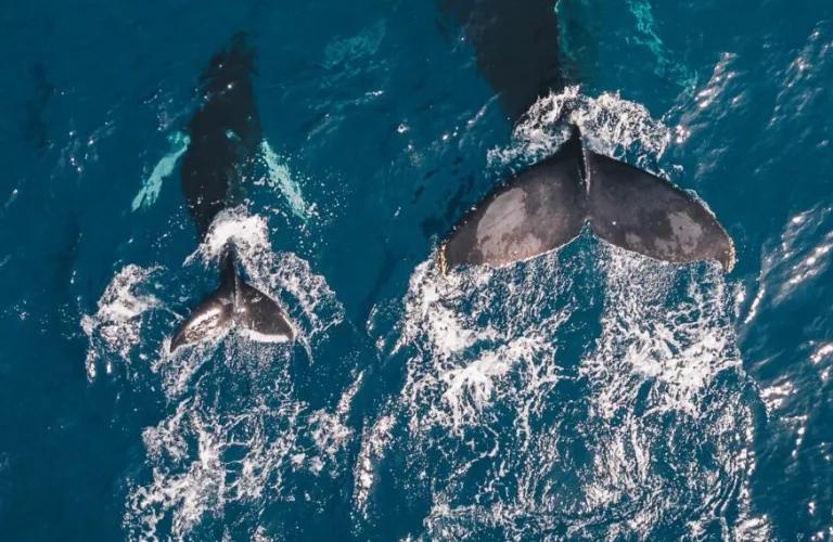 Solmar Hotels & Resorts  Solmar Hotels & Resorts