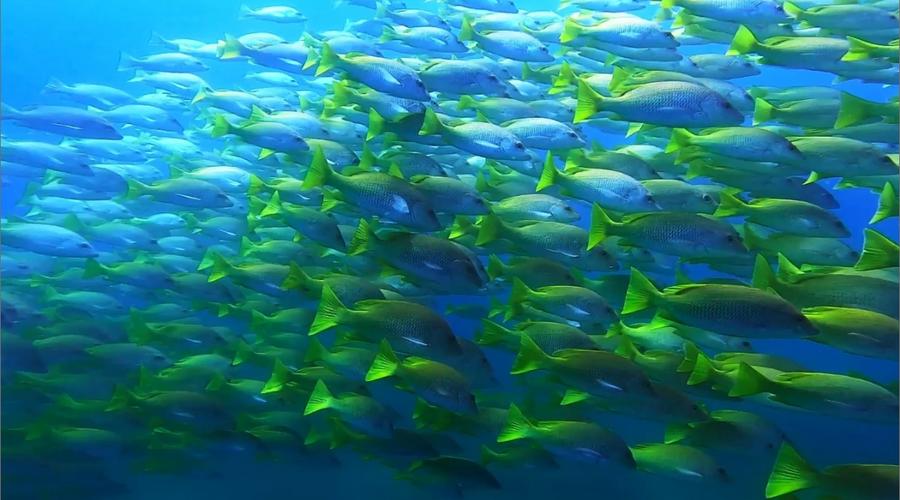 Solmar Hotels & Resorts Solmar Hotels & Resorts